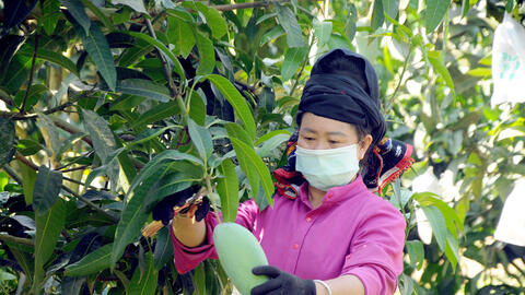 Sơn La: Nâng cao giá trị cho nông sản an toàn nhờ liên kết chuỗi