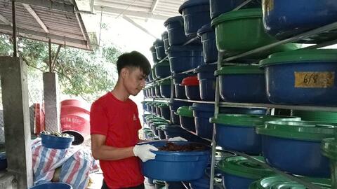 Nghề nuôi đuông dừa cho hiệu quả kinh tế cao