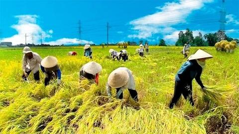 Thị trường lúa gạo: Trong nước đứng yên, quốc tế leo thang
