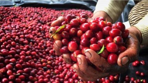 Giá cà phê thế giới giảm do áp lực cung - cầu hạ nhiệt