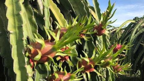 Thanh long Lâm Đồng vươn lên thành ngôi sao xuất khẩu - Bài 3: Vượt khó để thành công