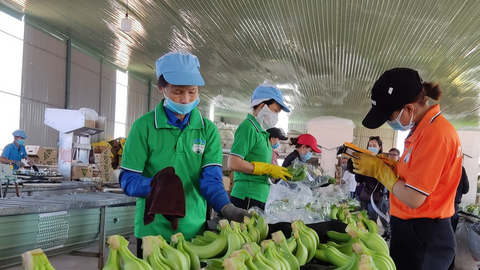 Chuối Gia Lai vươn ra thị trường quốc tế nhờ đổi mới công nghệ