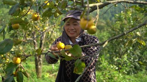 Chuỗi giá trị và thương hiệu nâng tầm nông sản miền núi
