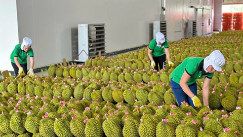 Gỡ ‘nút thắt’ kiểm nghiệm, xuất khẩu sầu riêng thông suốt trở lại