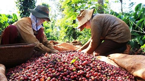 Giá cà phê Arabica giảm về dưới mốc 8.900 USD/tấn
