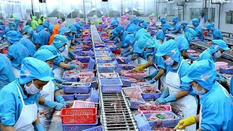 EU thiếu hụt nguồn cung cá thịt trắng và cơ hội của cá tra Việt Nam