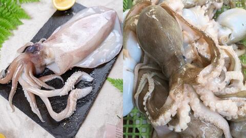 Xuất khẩu mực, bạch tuộc lập kỷ lục nhờ sản phẩm tiện lợi