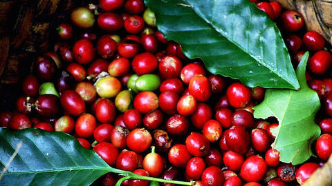 Giá cà phê thế giới đảo chiều tăng khi nguồn cung từ Brazil suy giảm