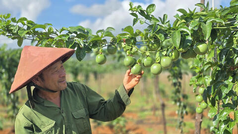 Chanh leo tăng trưởng thần tốc, lập kỷ lục xuất khẩu