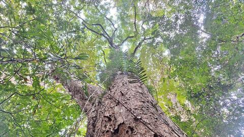 Đánh thức 'vàng xanh' carbon từ rừng Gia Lai