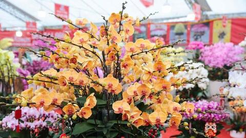 Hà Nội: Hội chợ Xuân Bính Ngọ diễn ra từ 7-14 tháng 2