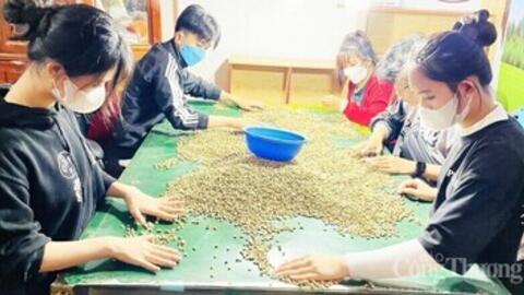 Giá cà phê hôm nay 2/2/2026: Đi ngang