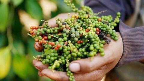 Giá tiêu hôm nay 3/2/2026: Cao nhất 152.000 đồng/kg