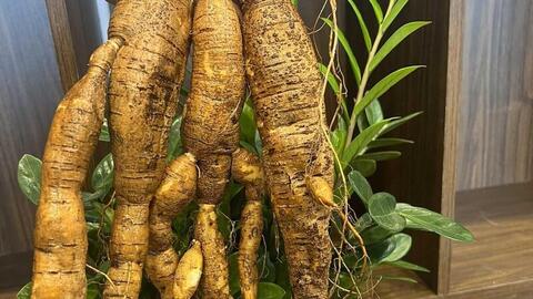 Xây dựng niềm tin 3 nhà nhìn từ cây sâm Nam Núi Dành