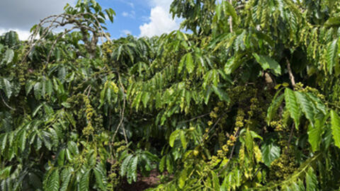 Giá cà phê hôm nay 13/2/2026: Tăng nhẹ