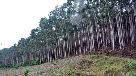 Cảnh báo nguy cơ cháy rừng trong cả nước