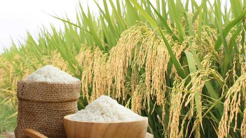 Giá lúa gạo hôm nay ngày 16/4: Lúa tươi đồng loạt tăng