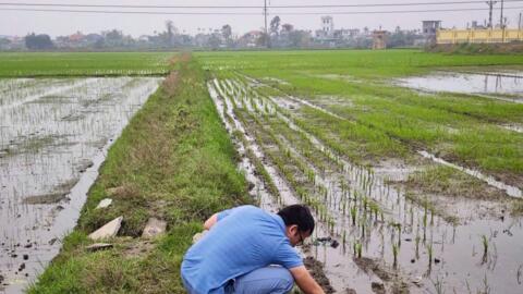 Kích hoạt “lá chắn số” chống xâm nhập mặn tại Đồng bằng sông Hồng