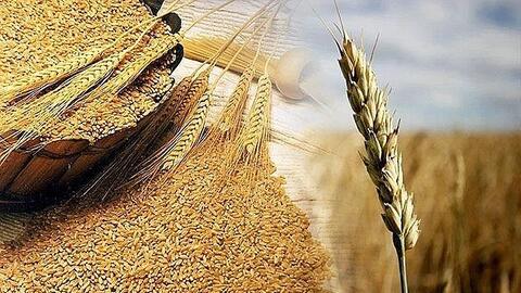 Giá lúa mì tăng mạnh do lo ngại thời tiết, nguồn cung thắt chặt
