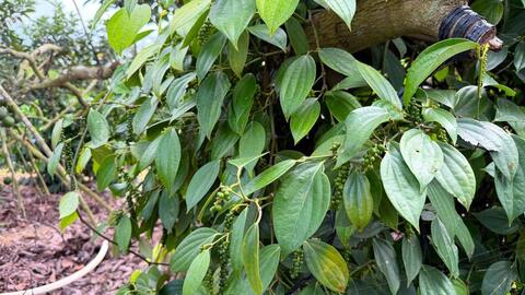 Giá tiêu hôm nay 17/4/2026: Lặng sóng