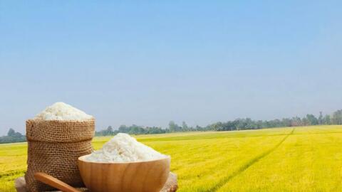 Giá lúa gạo hôm nay ngày 21/4: Gạo nguyên liệu xuất khẩu tăng nhẹ