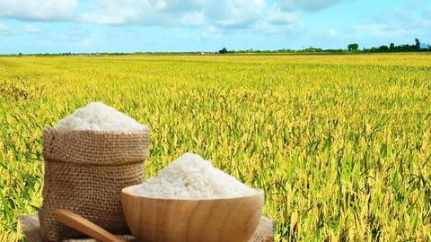 Giá lúa gạo hôm nay ngày 18/5/2026: Gạo xuất khẩu nguyên liệu tăng