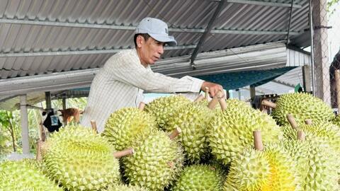 Giá sầu riêng tăng trở lại, tái cấu trúc ngành vẫn là bài toán lớn