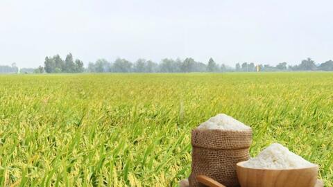 Giá lúa gạo hôm nay ngày 1/6/2026: Lúa tươi vững giá
