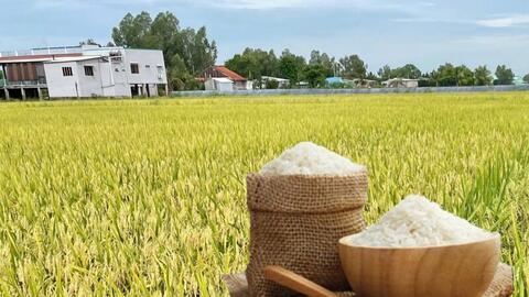 Giá lúa gạo hôm nay ngày 4/6/2026: Gạo thơm Jasmine tăng 1.000 đồng/kg
