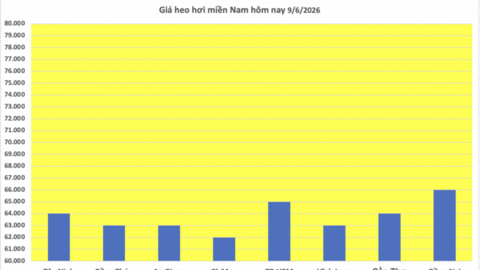 Giá heo hơi hôm nay 9/6/2026: Giảm tại nhiều nơi