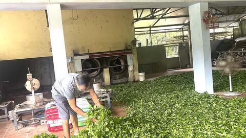 Đồng Bòng giữ nghề làm chè truyền thống