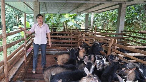 Nguồn vốn chính sách tiếp sức người dân phát triển kinh tế