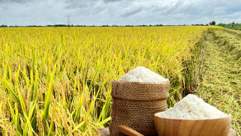 Giá lúa gạo hôm nay ngày 10/7/2026: Gạo Đài Thơm tăng 500 đồng/kg