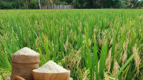 Giá lúa gạo hôm nay ngày 13/7/2026: Tấm thơm tăng nhẹ