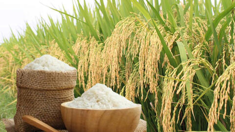 Giá lúa gạo hôm nay ngày 14/7/2026: Lúa tươi đồng loạt tăng mạnh