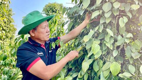Giá tiêu hôm nay 15/7/2026: Đảo chiều tăng mạnh 2.000 - 3.000 đồng/kg