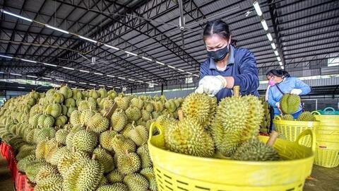 Hải quan chỉ đạo thông quan nhanh nông sản, ưu tiên sầu riêng xuất khẩu