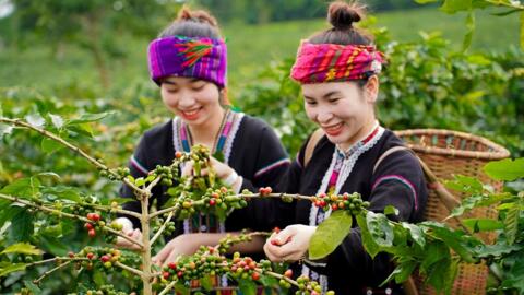 Bản tin nông sản hôm nay (10-9): Giá cà phê, hồ tiêu cùng bật tăng