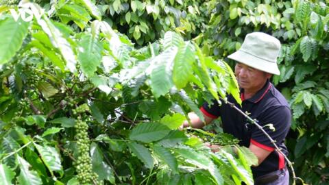 Bản tin nông sản hôm nay (15-9): Giá cà phê trong nước giữ ổn định
