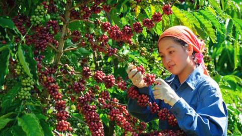 Bản tin nông sản hôm nay (17-9): Giá cà phê trong nước giảm mạnh