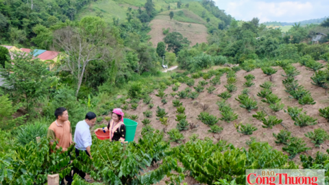 Điện Biên: Xã Nà Bủng đa dạng hóa cây trồng, tạo sinh kế bền vững