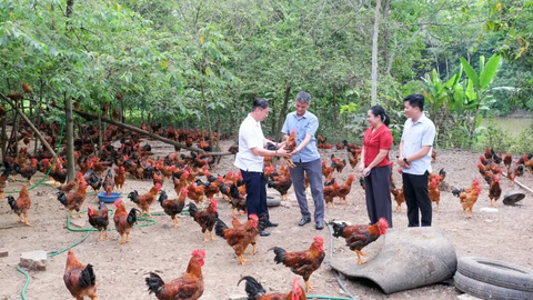 Giá gà bấp bênh, cần liên kết để ổn định sản xuất
