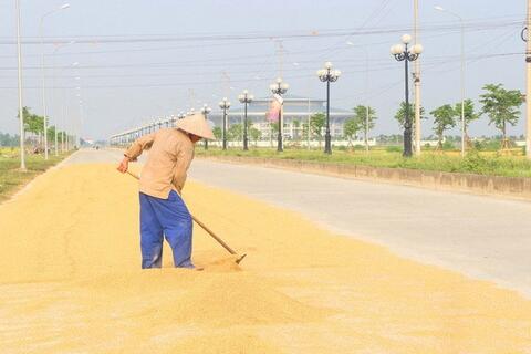 Pháp luật và cuộc sống: Vi phạm pháp luật vì phơi thóc trên đường