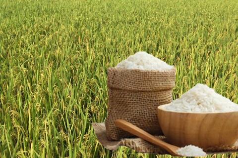 Giá lúa gạo hôm nay ngày 28/11: Thị trường lặng sóng