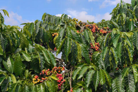 Giá cà phê hôm nay 01/12/2025: Đi ngang phiên đầu tuần