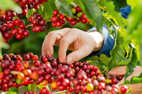 Bản tin nông sản hôm nay (1-12): Giá cà phê đi ngang, hồ tiêu ổn định ở mức cao