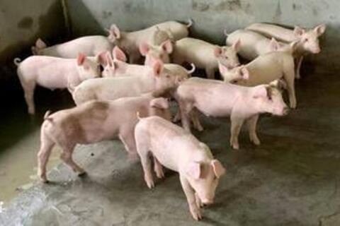 Giá heo hơi hôm nay 01/12/2025: Tiếp đà tăng, đạt mốc mới