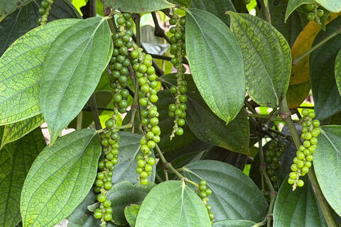 Giá tiêu hôm nay 6/12/2025: Giảm đồng loạt