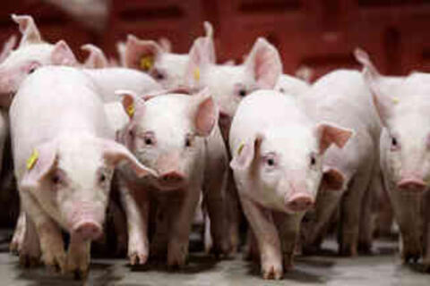 Giá heo hơi hôm nay 13/12/2025: Tiếp đà tăng giá