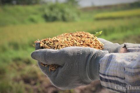 Xuất khẩu gạo: Xoay trục từ 'bán nhiều' sang 'bán giá trị'